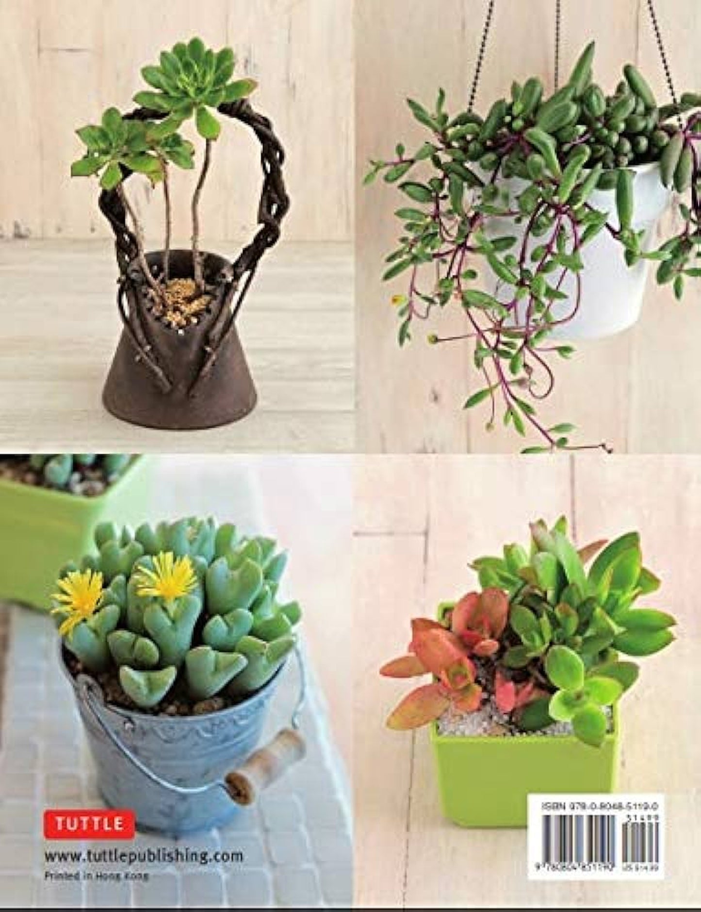 Beginner's Guide To Succulent Gardening
